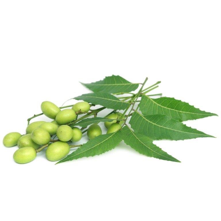 Neem Oil