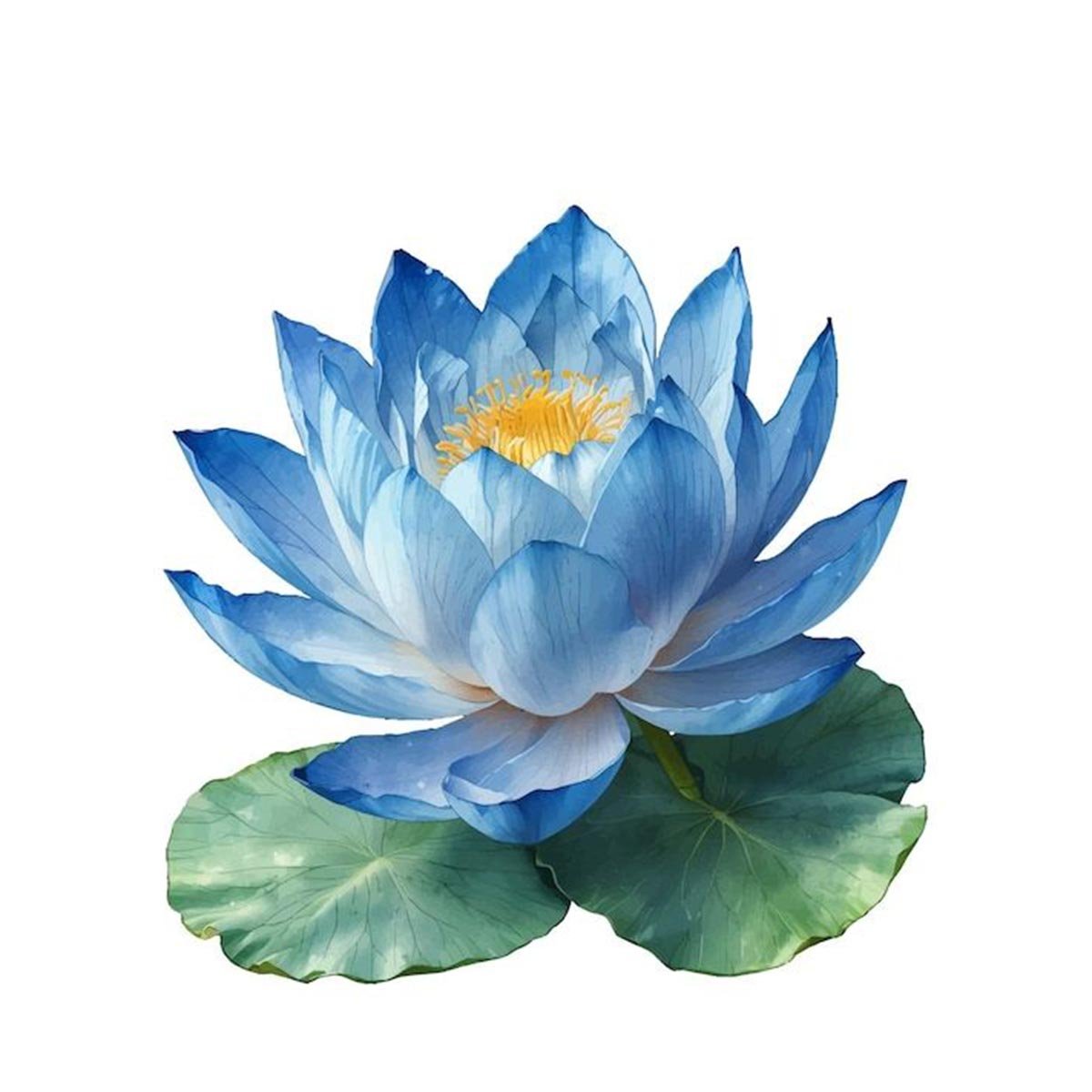 Blue Lotus Fragrance Oil