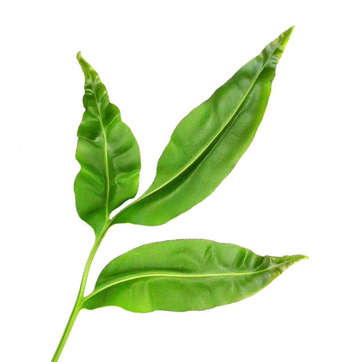 Camphor Hydrosol