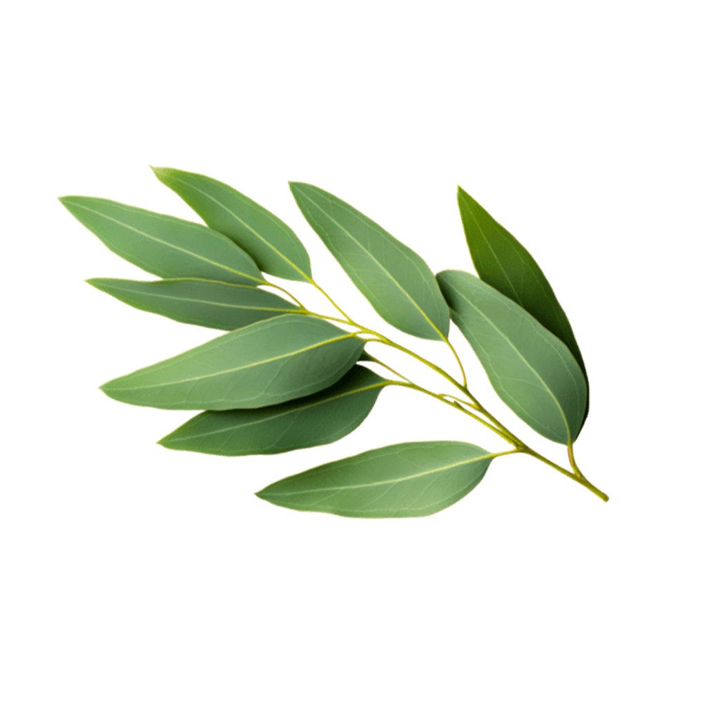 Eucalyptus Hydrosol