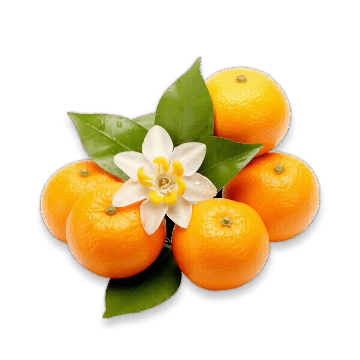Orange Blossom Hydrosol