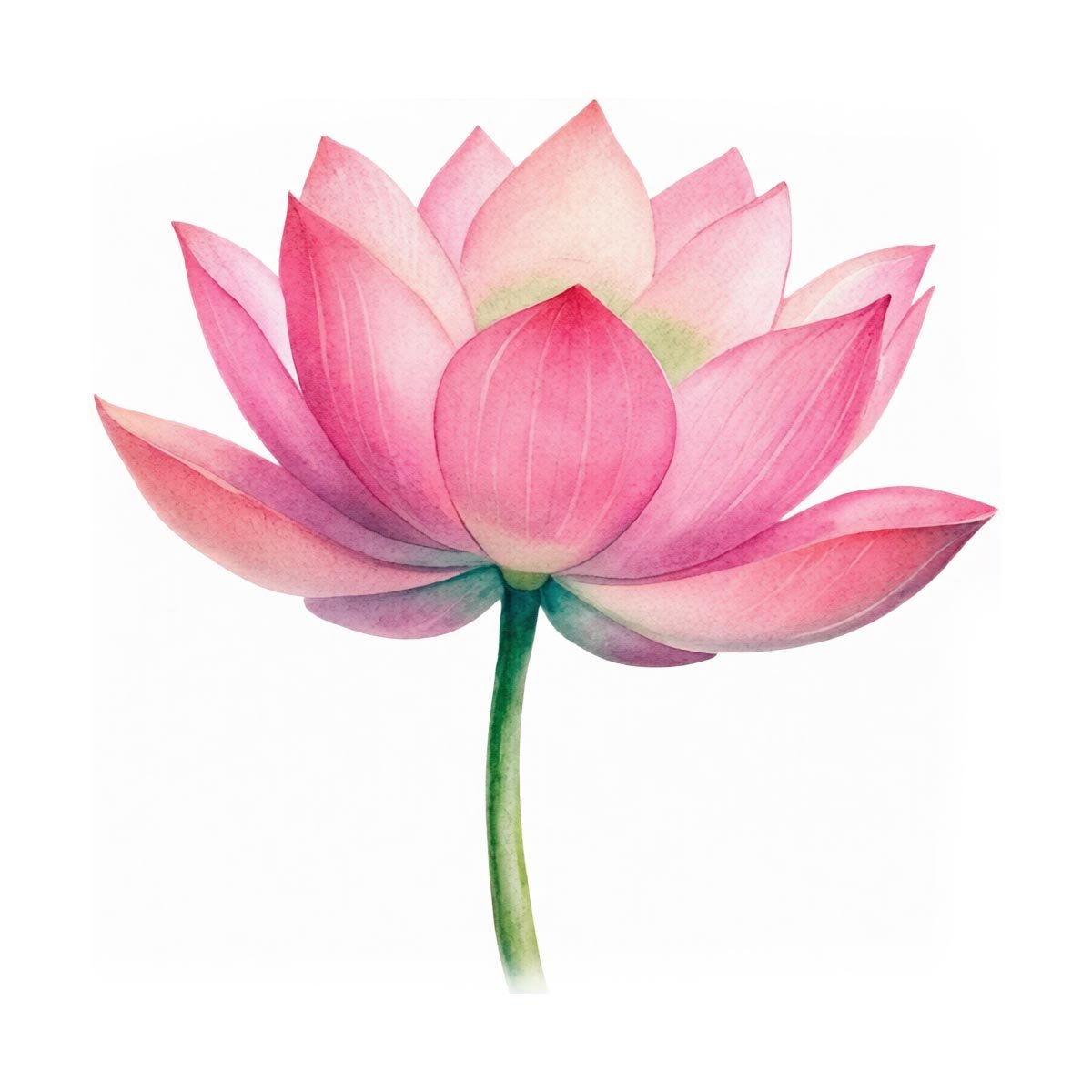 Pink Lotus Fragrance Oil