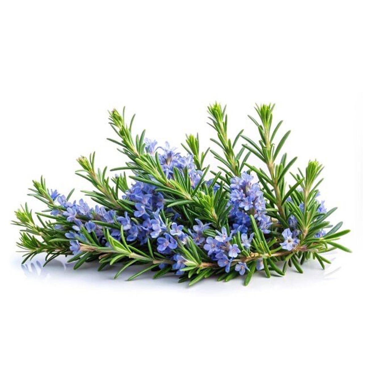 Rosemary Liquid Extract