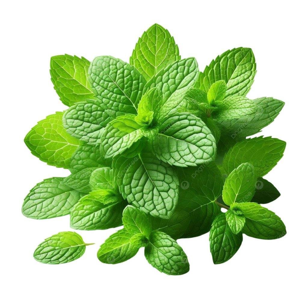 Peppermint Essential Oil