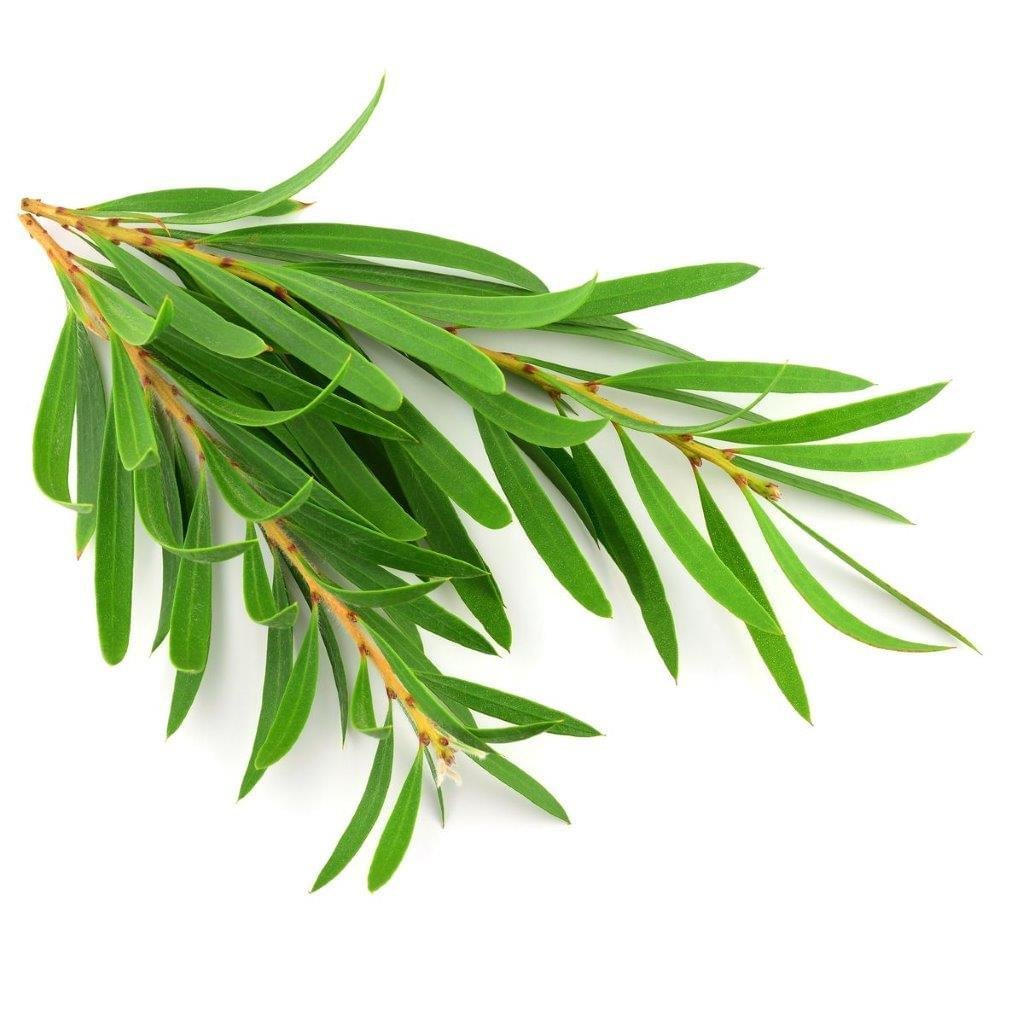 Rosemary Essential Oil