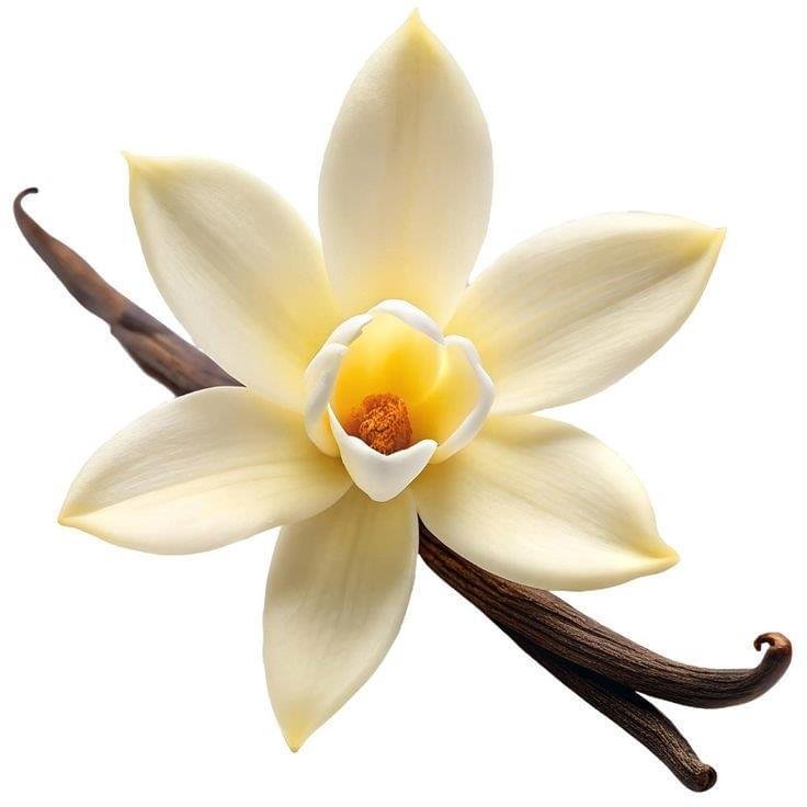 Vanilla Essential Oil