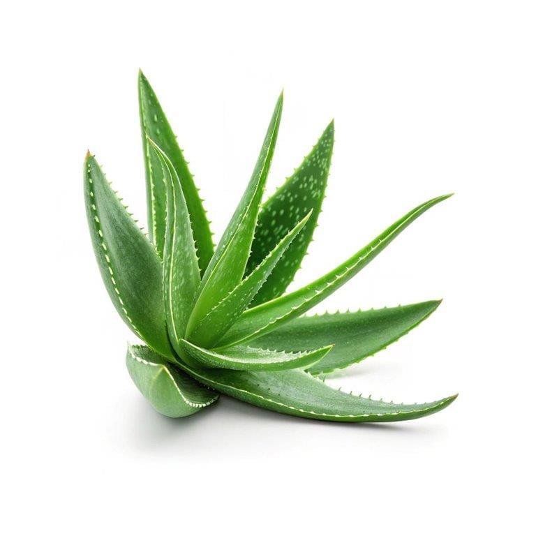 Aloe Vera Oil
