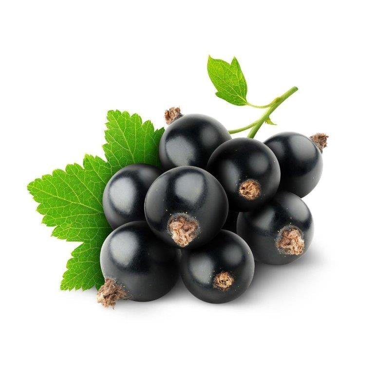 Black Currant Seed Oil