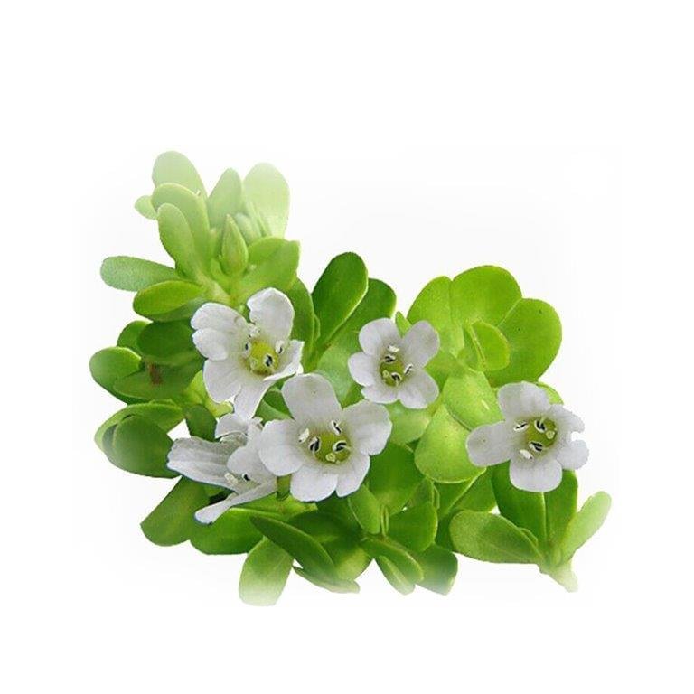 Brahmi Oil