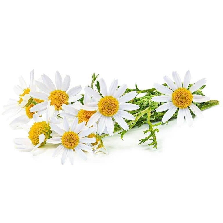 Chamomile Essential Oil