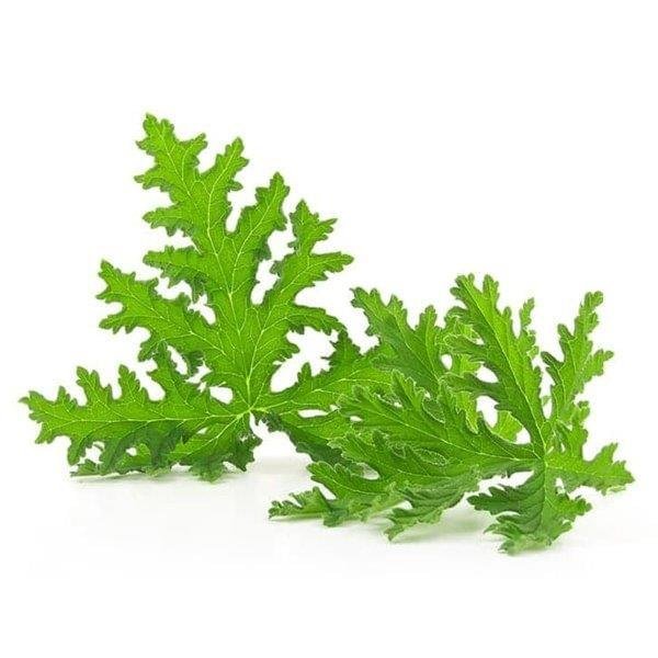Citronella Essential Oil