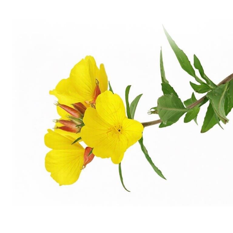 Evening Primrose Oil