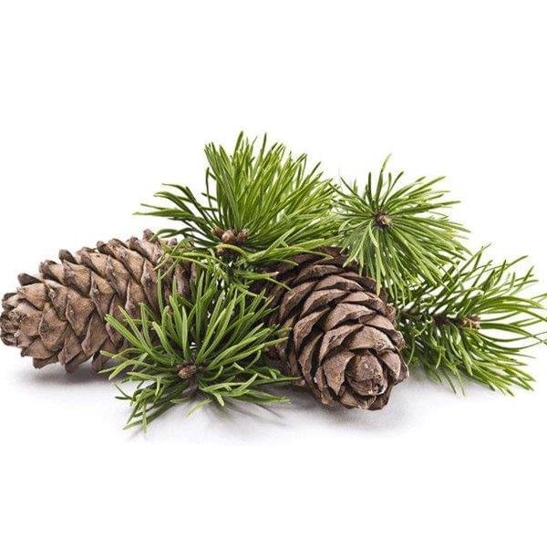 Pine Essential Oil