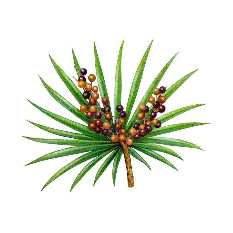 Saw Palmetto Oil