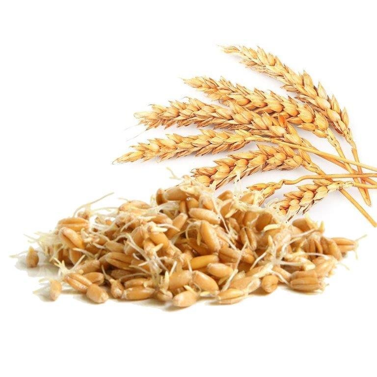 Wheat Germ Oil