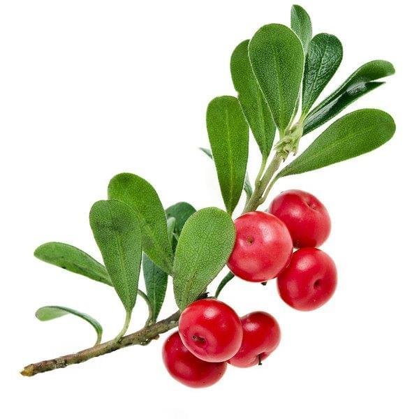 Wintergreen (Gaultheria) Essential Oil