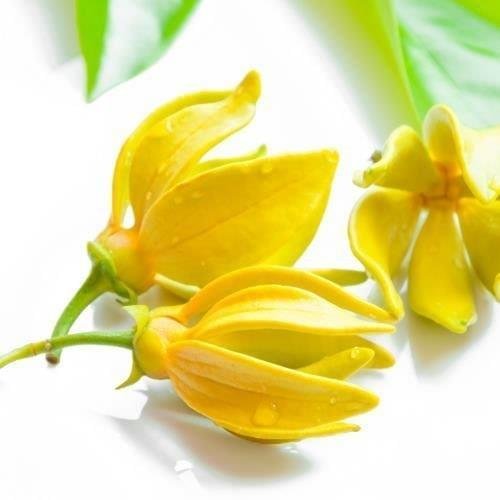 Ylang Ylang Essential Oil