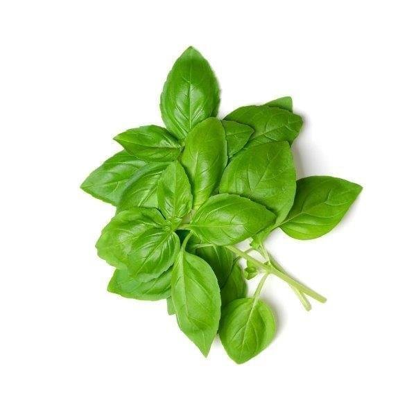 Basil Essential Oil