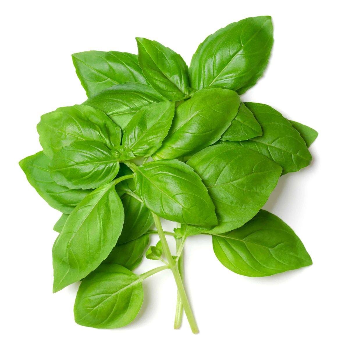 Basil Hydrosol