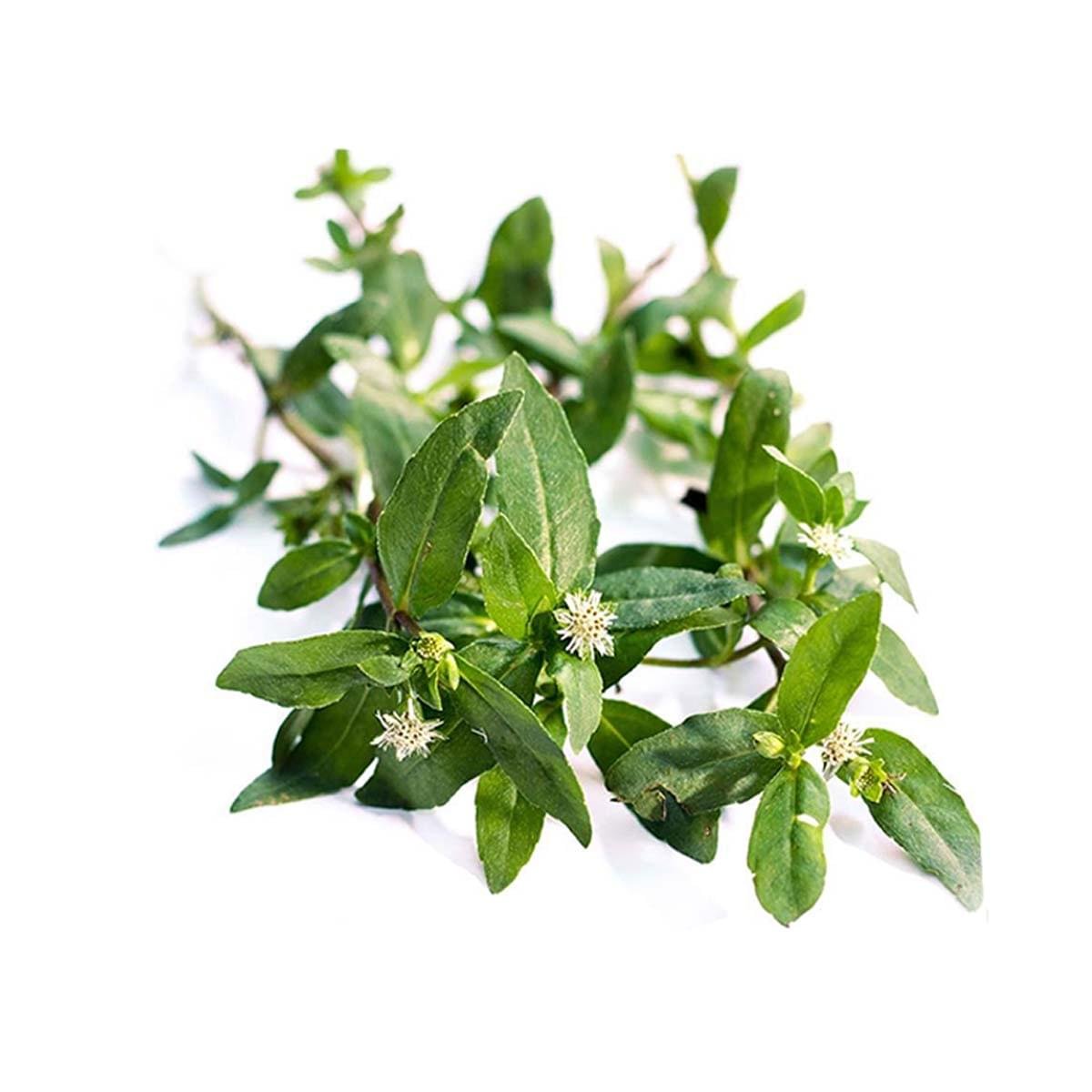 Brahmi Liquid Extract