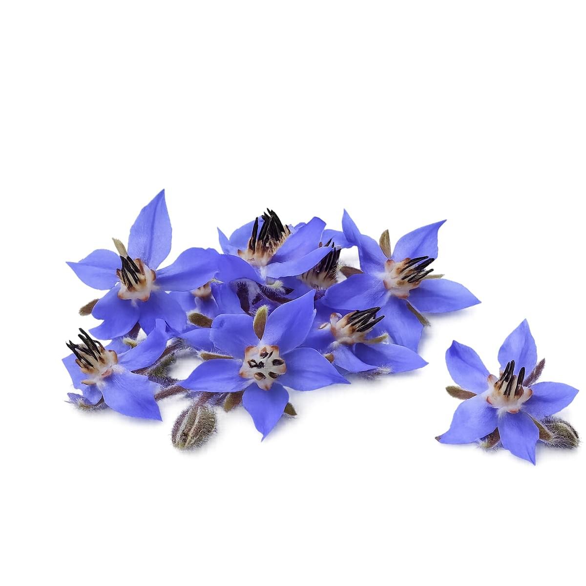 Blue Tansy Essential Oil