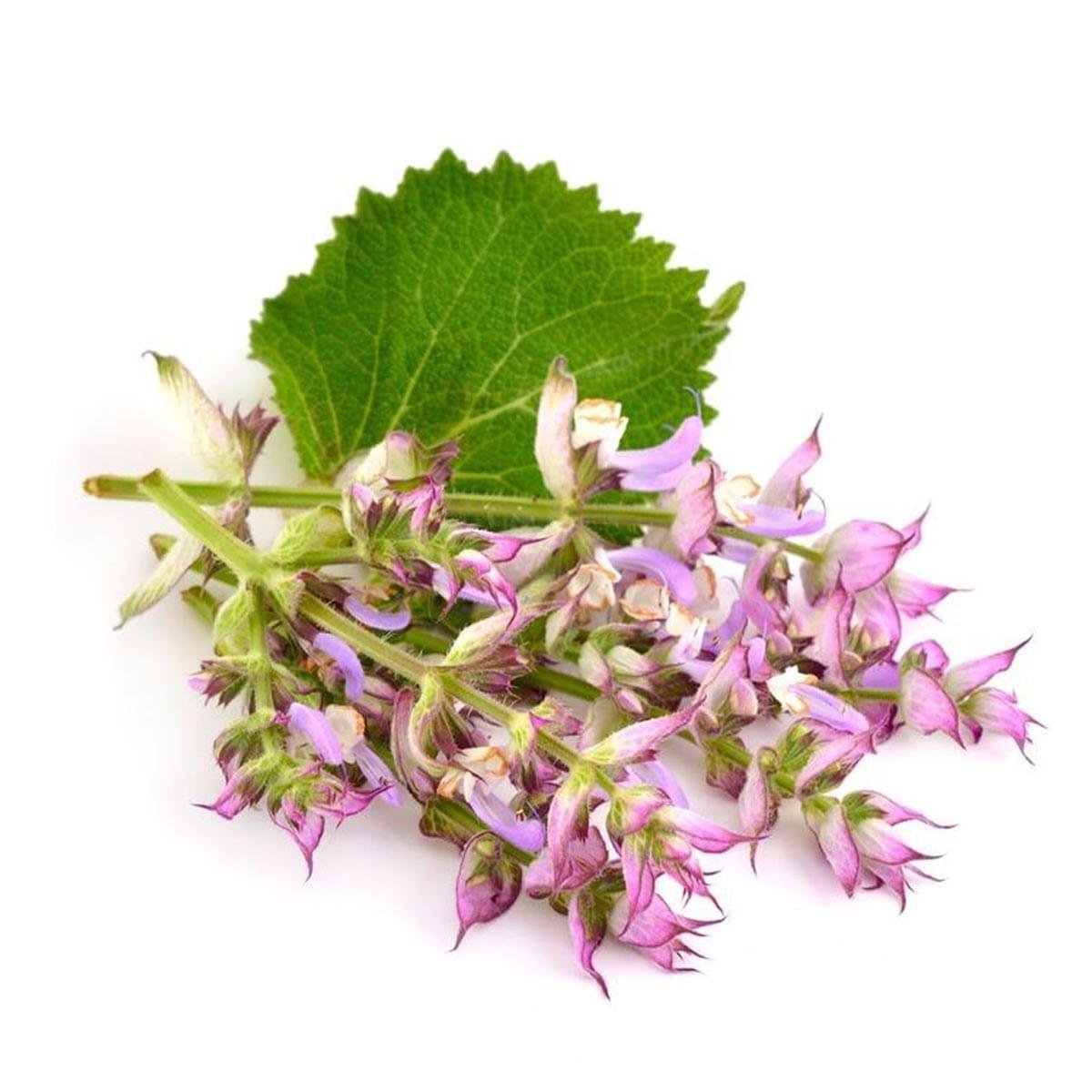 Clary Sage Hydrosol
