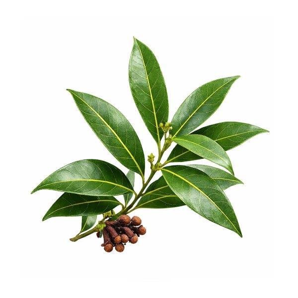 Clove Leaf Essential Oil