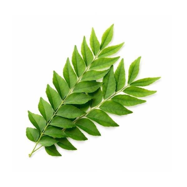 Curry Leaf Essential Oil