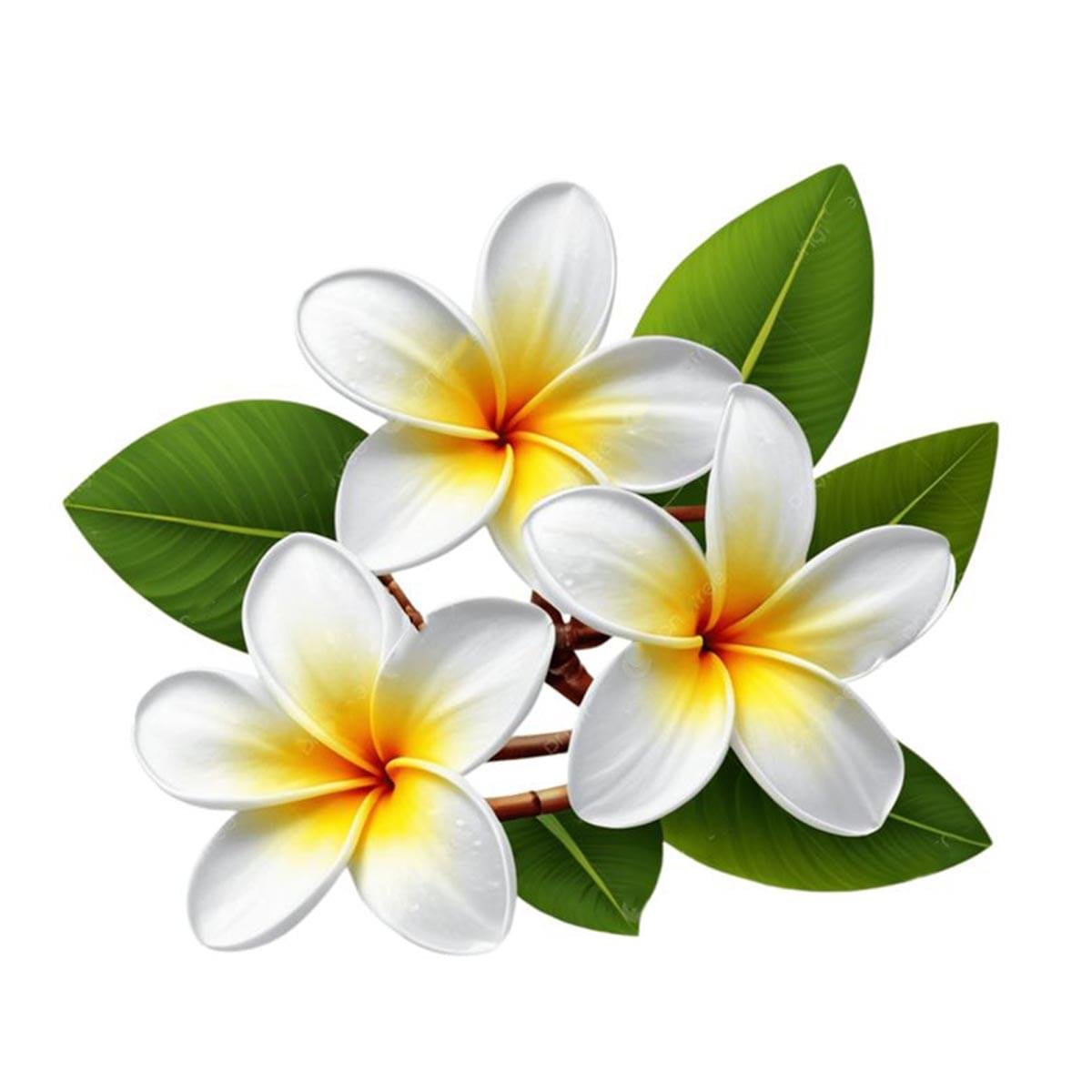 Frangipani Hydrosol