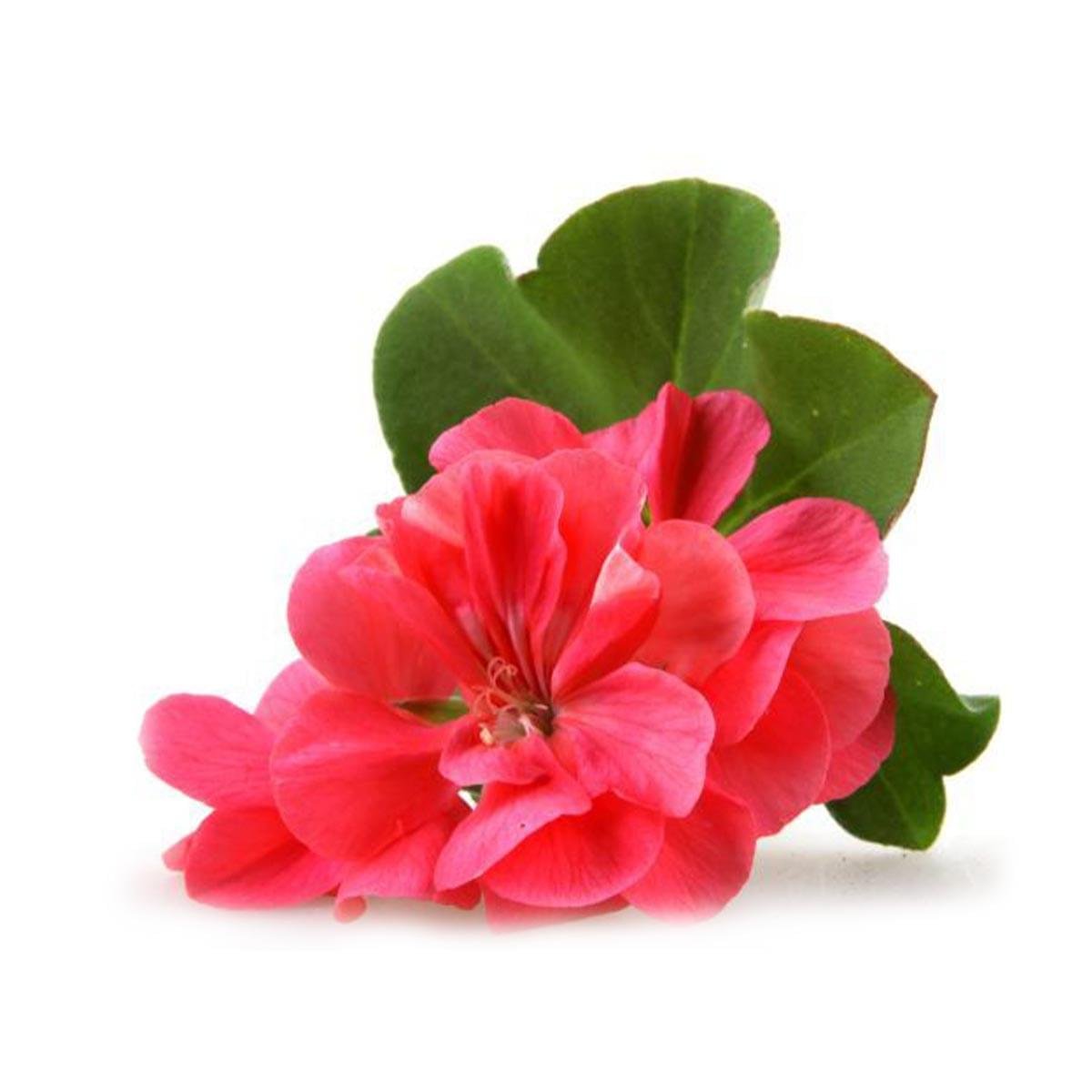 Geranium Fragrance Oil