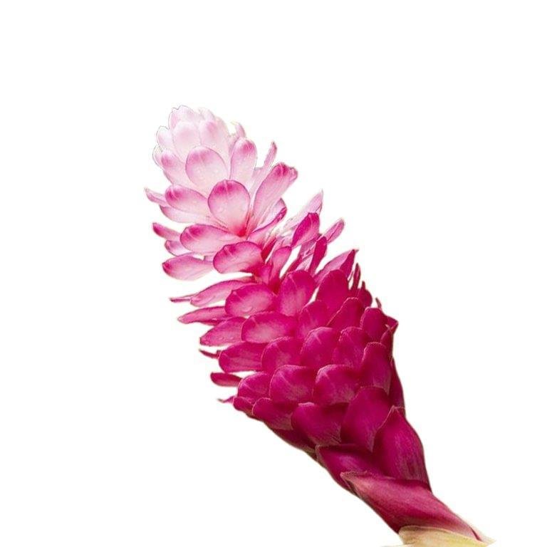 Ginger Lily Essential Oil