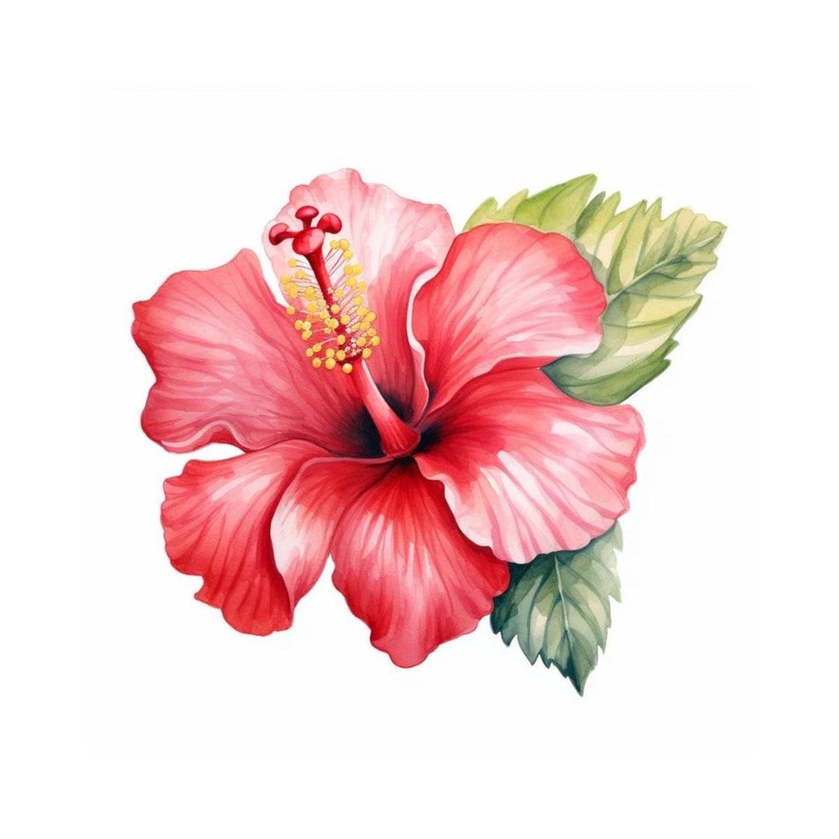 Hibiscus Liquid Extract