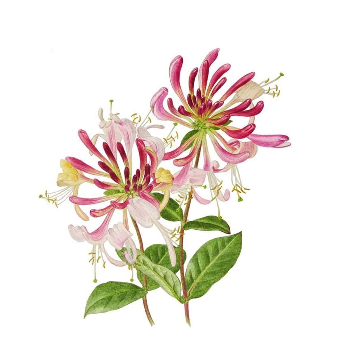 Honeysuckle Essential Oil
