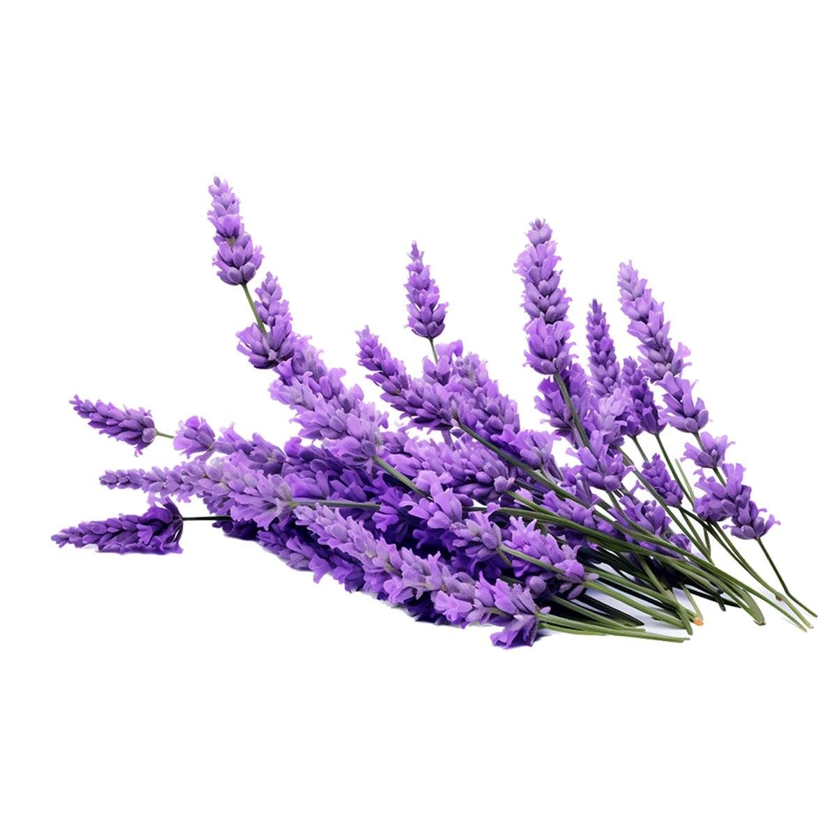 Lavender Liquid Extract
