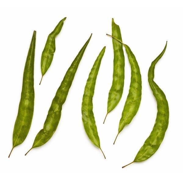 Lemon Eucalyptus Essential Oil