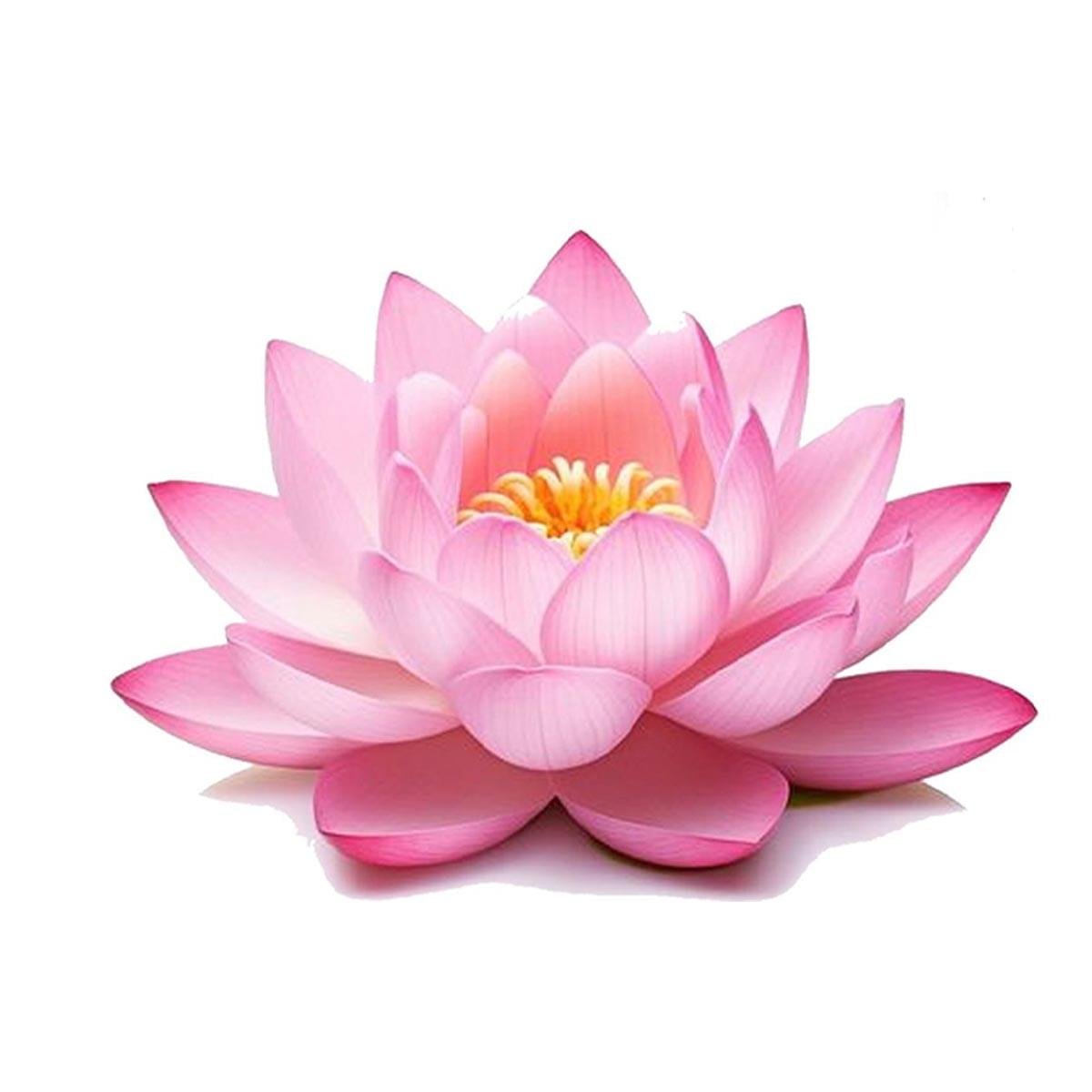 Lotus Fragrance Oil