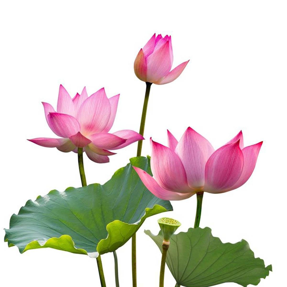 Lotus Hydrosol