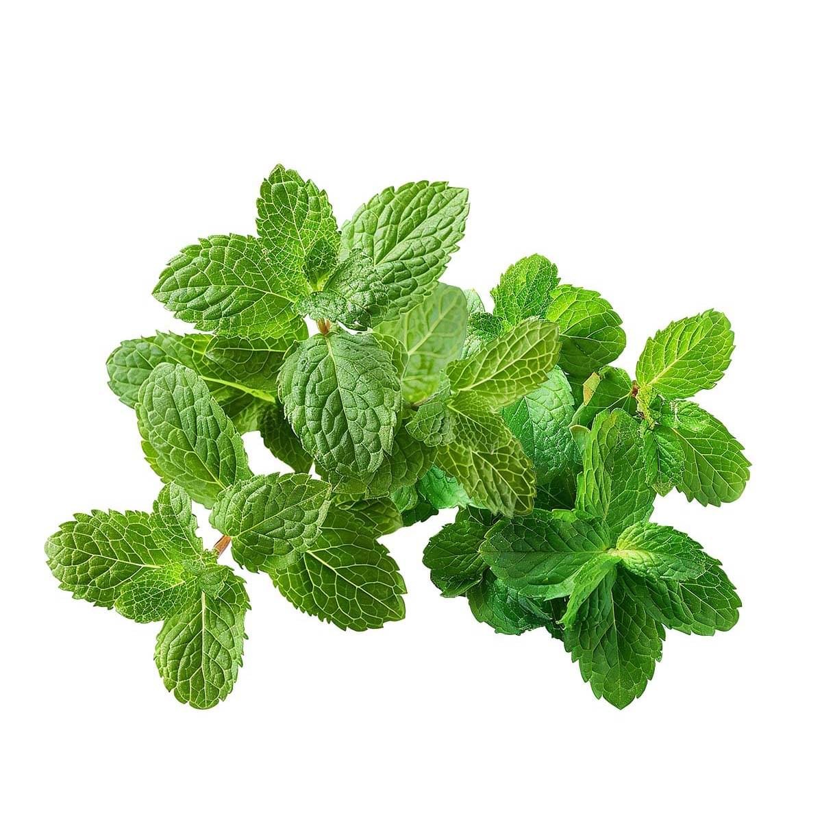 Peppermint Hydrosol