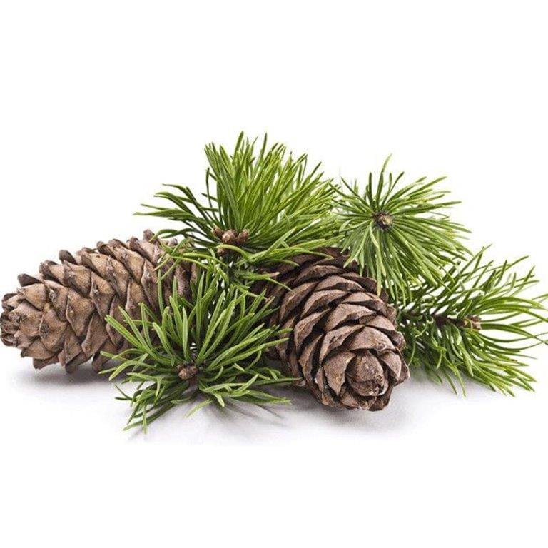 Pine Hydrosol