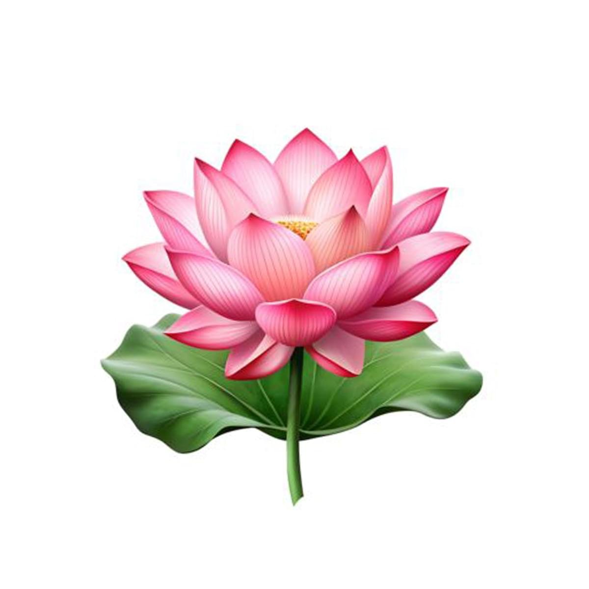 Pink Lotus Essential Oil