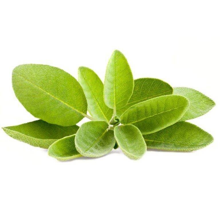 Sage Hydrosol