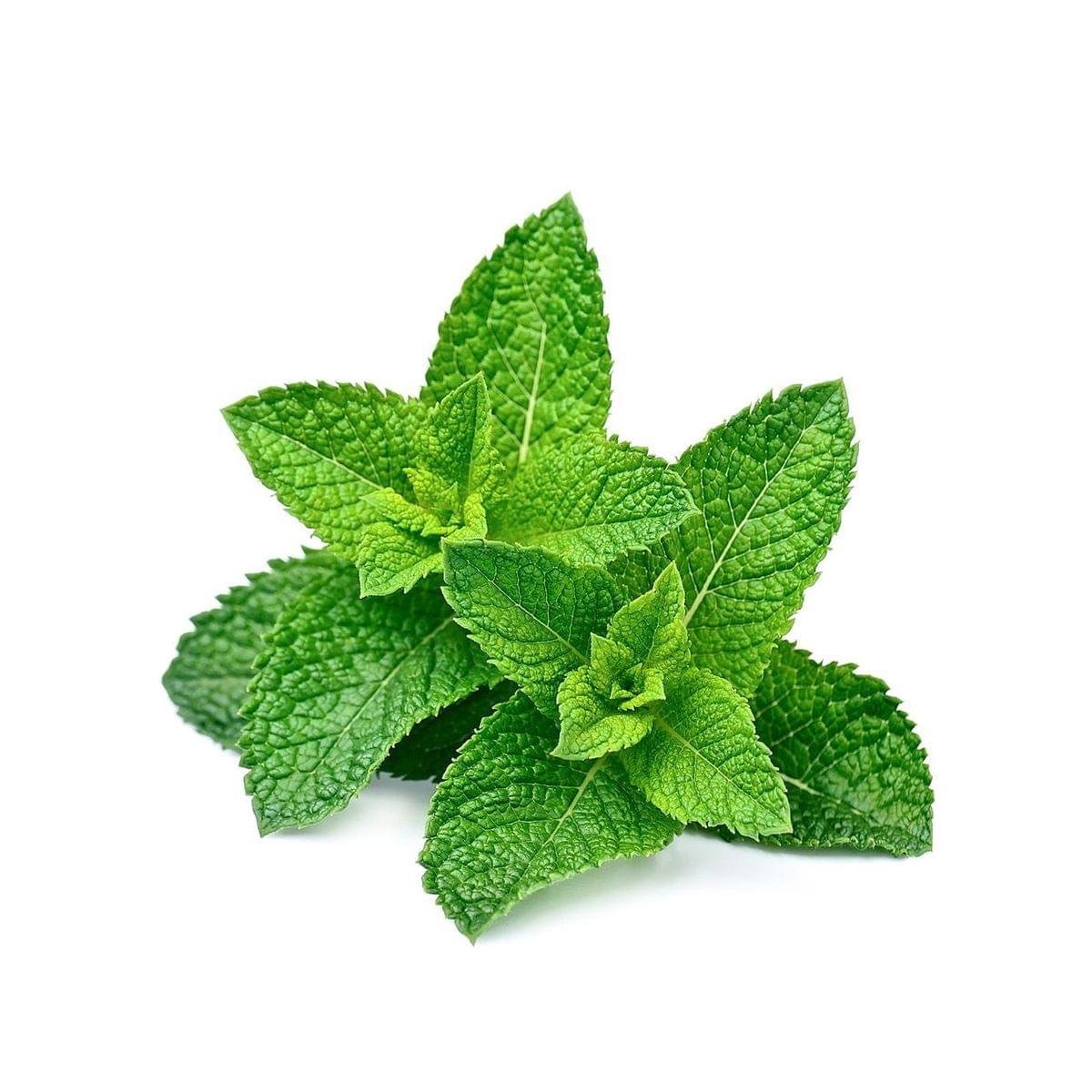Spearmint Hydrosol
