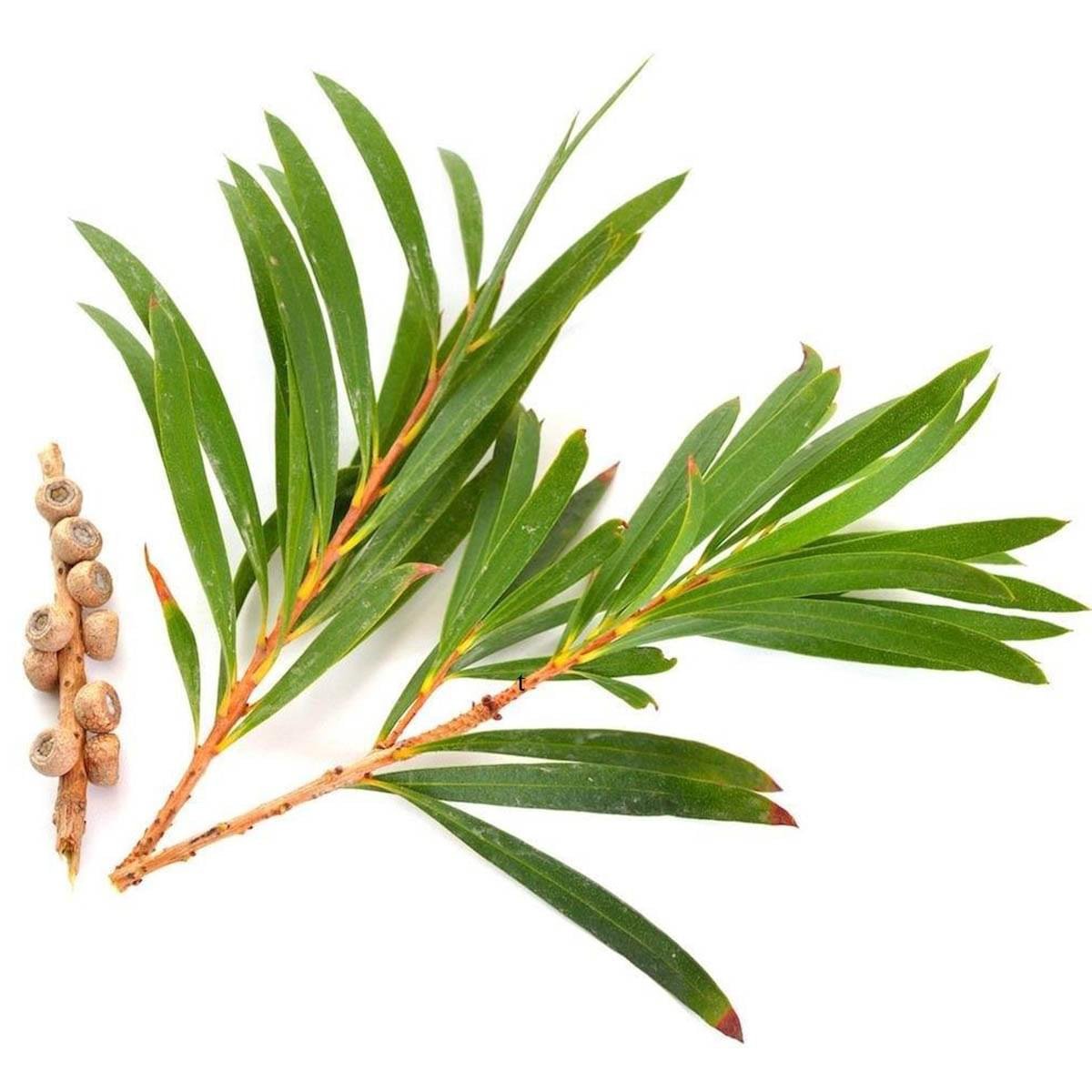 Tea Tree Hydrosol