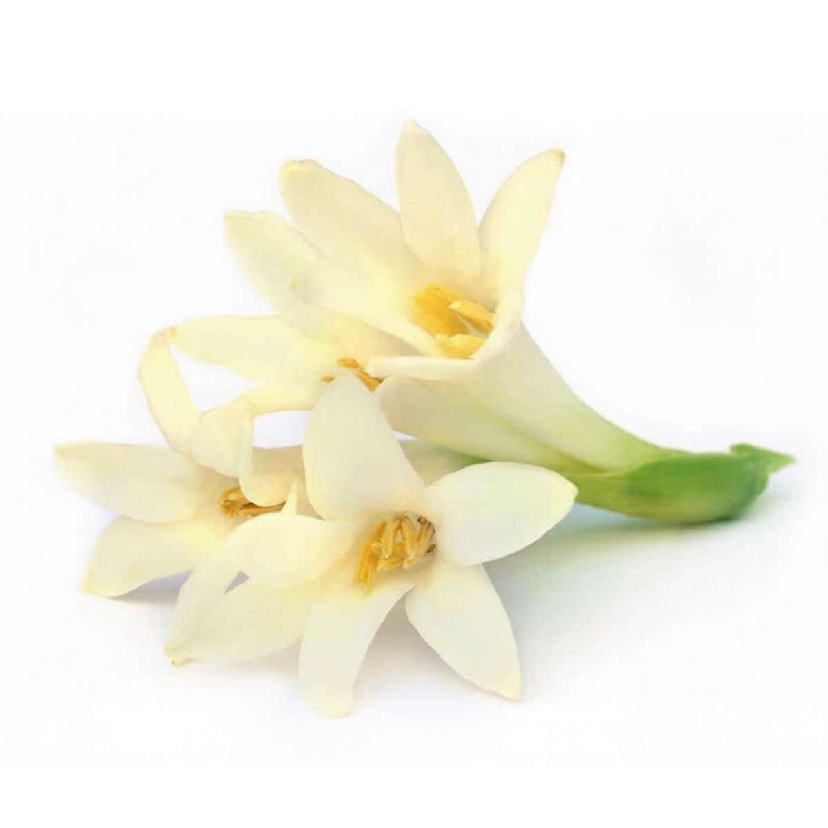 Tuberose (Rajnigandha) Fragrance Oil