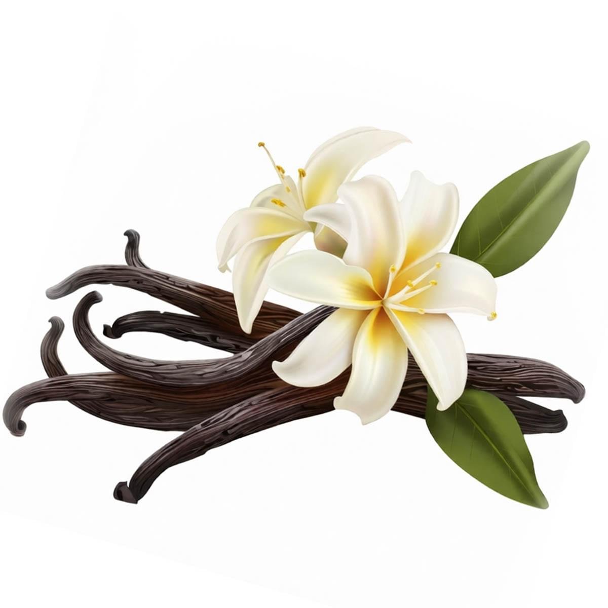 Vanilla Liquid Extract