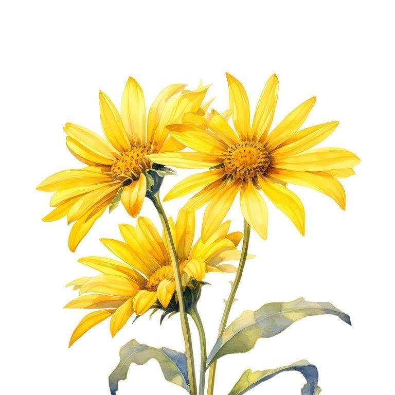 Arnica Oil