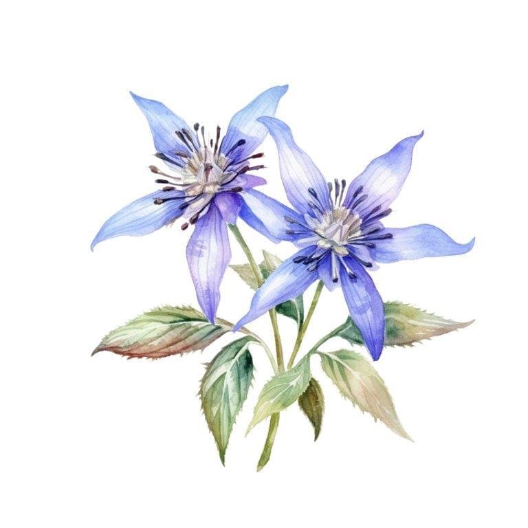 Borage Oil