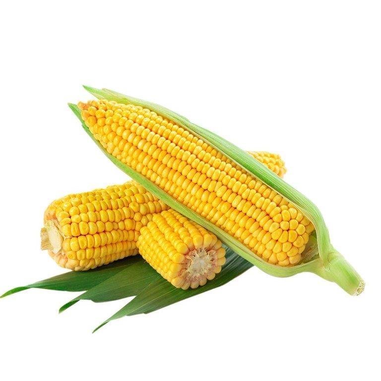 Corn Oil