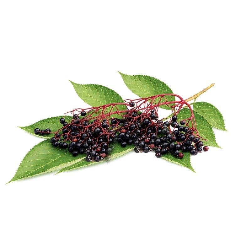 Elderberry Seed Oil