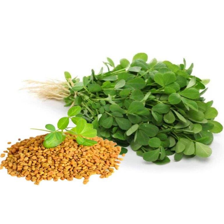 Fenugreek Oil